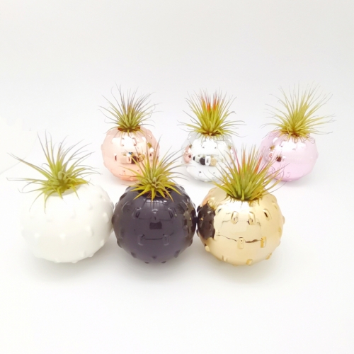 Air Plant Floating Ball Planter With 6 Colors Assorted
