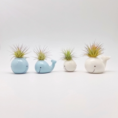 2/S Whales Air Plant Mounting Bases  W/Two Colors Assorted