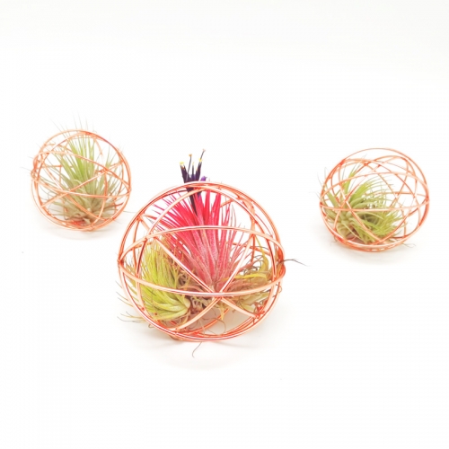 6 Pack Tillandsia Air Plant Wire Cage Set - 8 CM and Copper Plated